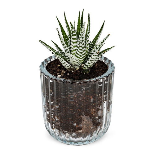 Zebra Haworthia in a Glass Pot